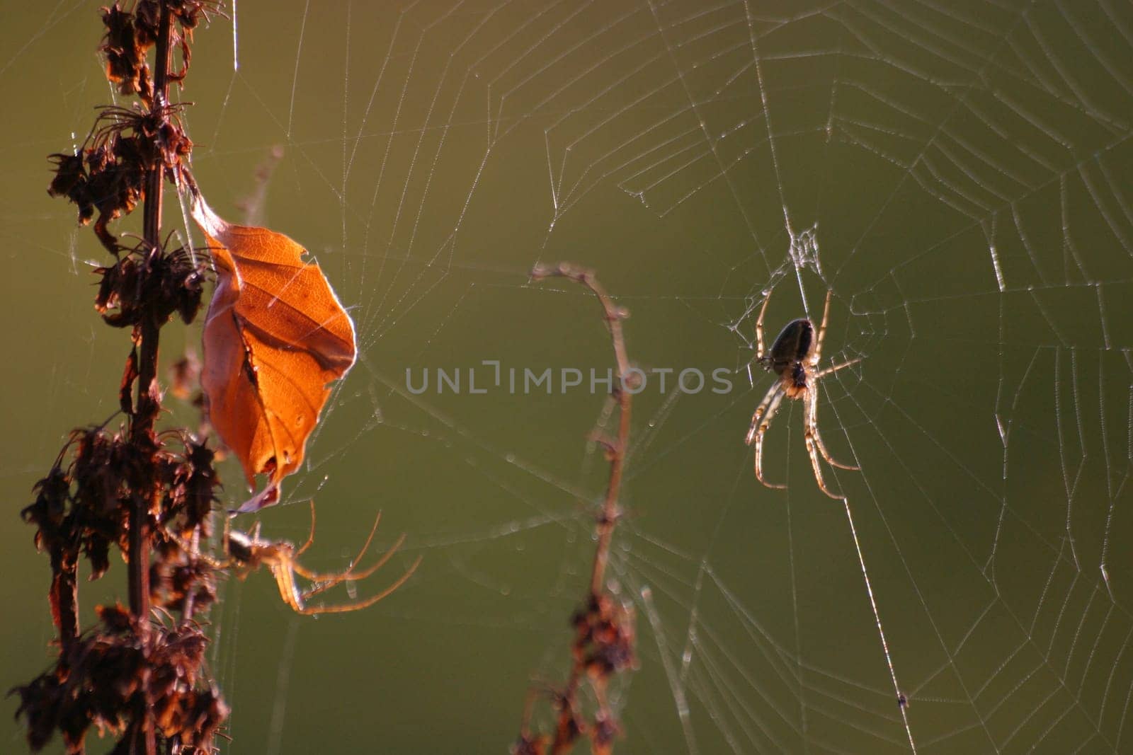 Autumn picture