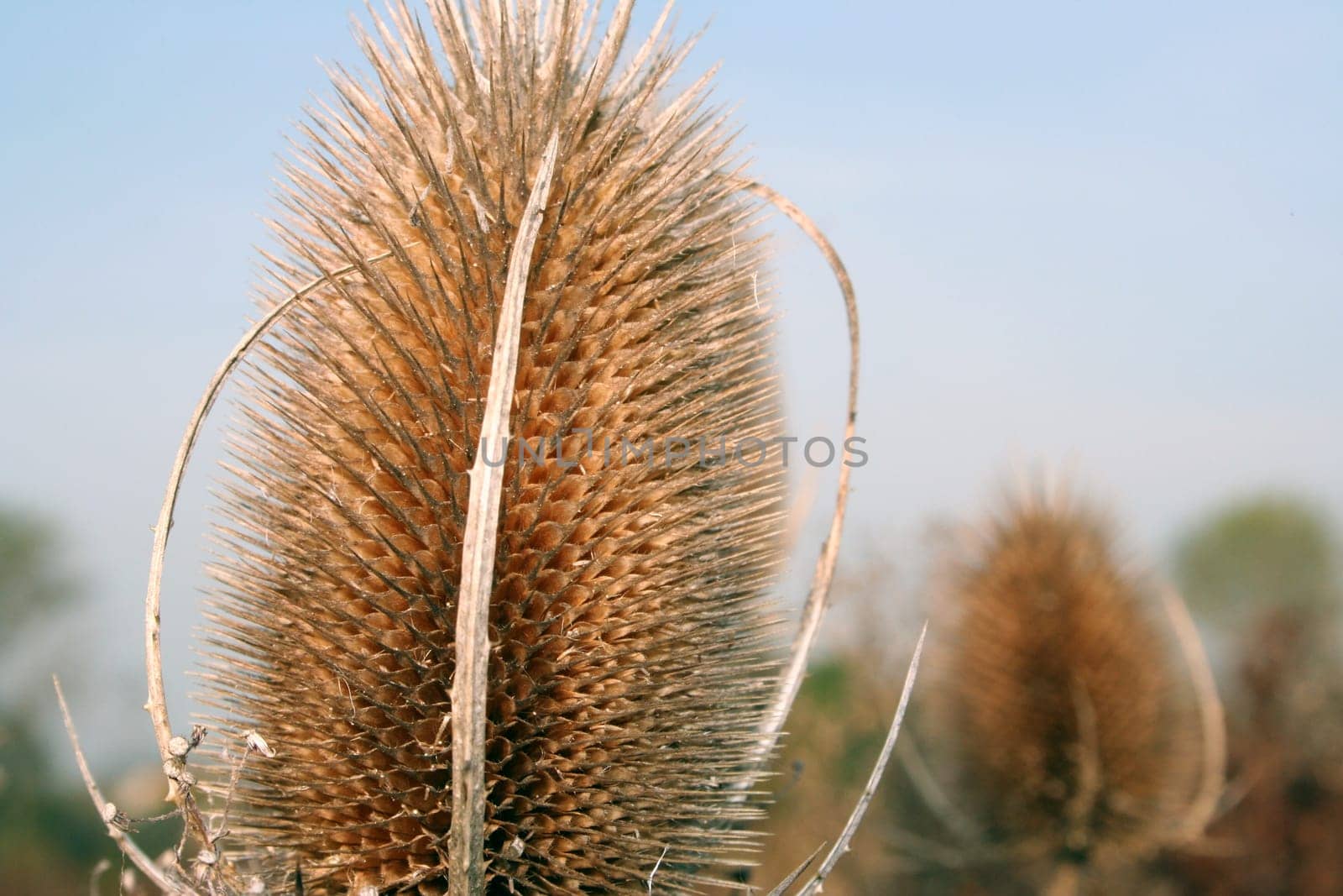 The end of a thistle