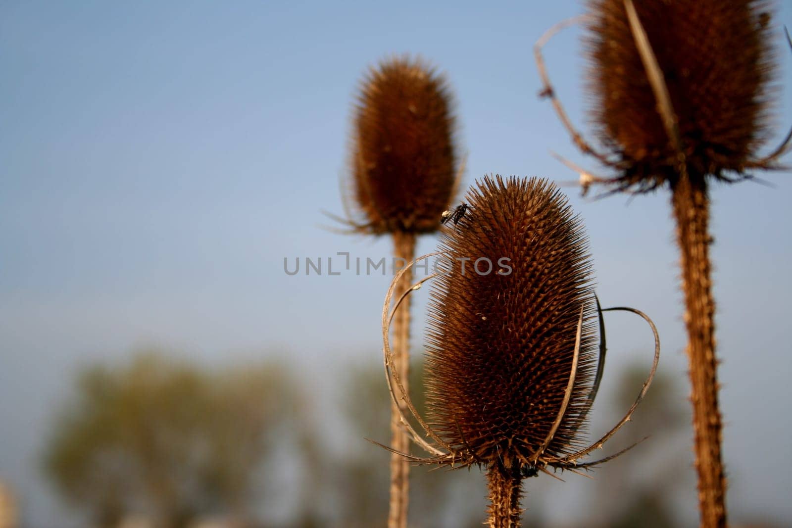 The end of a thistle 3