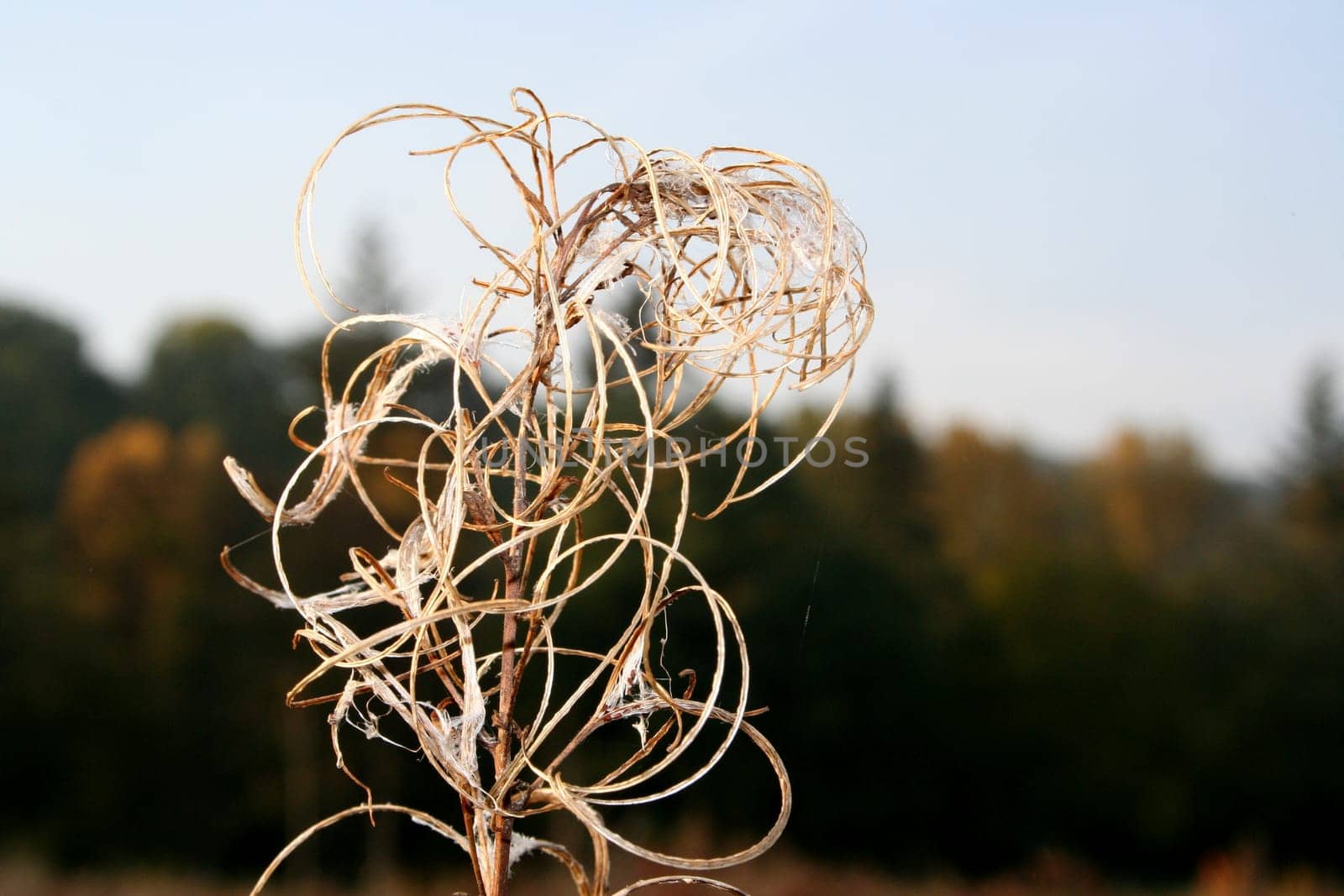 The End of a Thistle 2