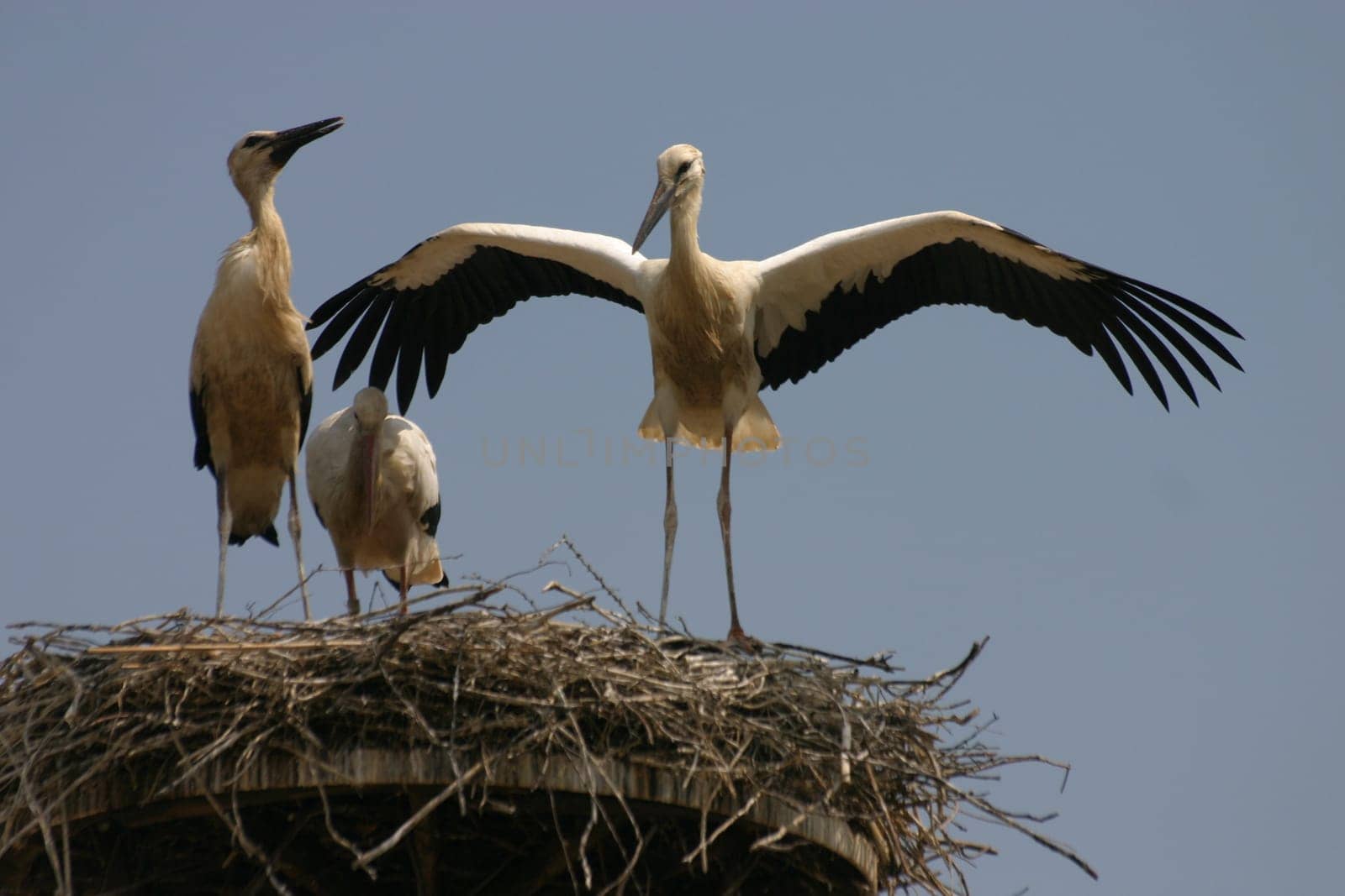 Stork's nest