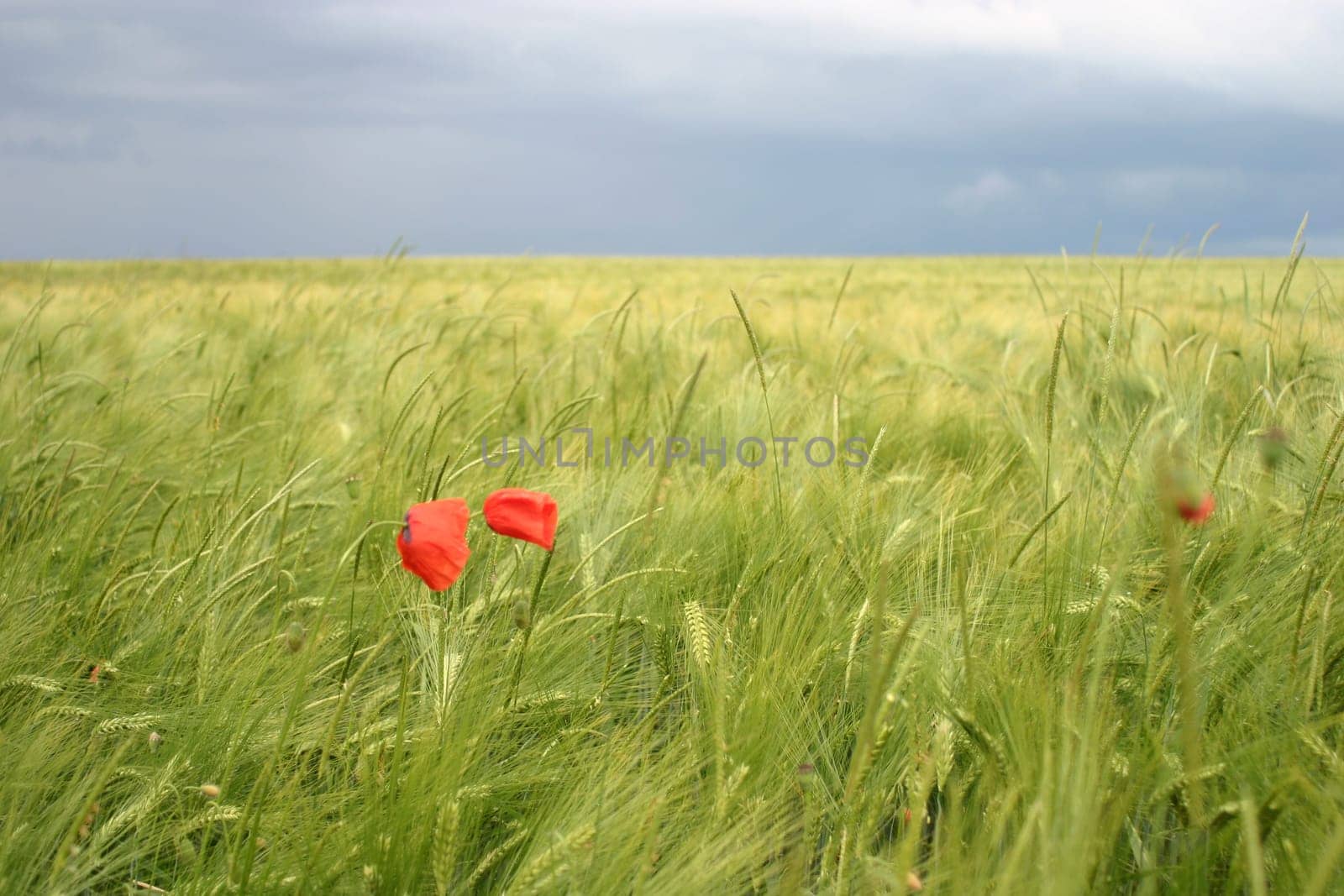 Poppy seeds in the wheat field