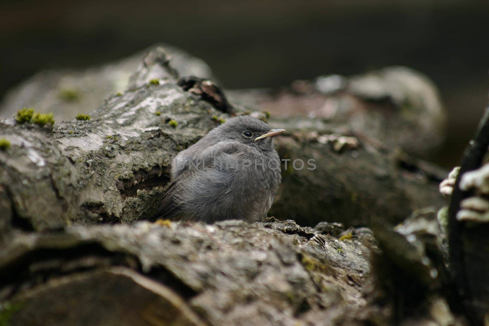 Young redstart waiting to be fed by an adult bird