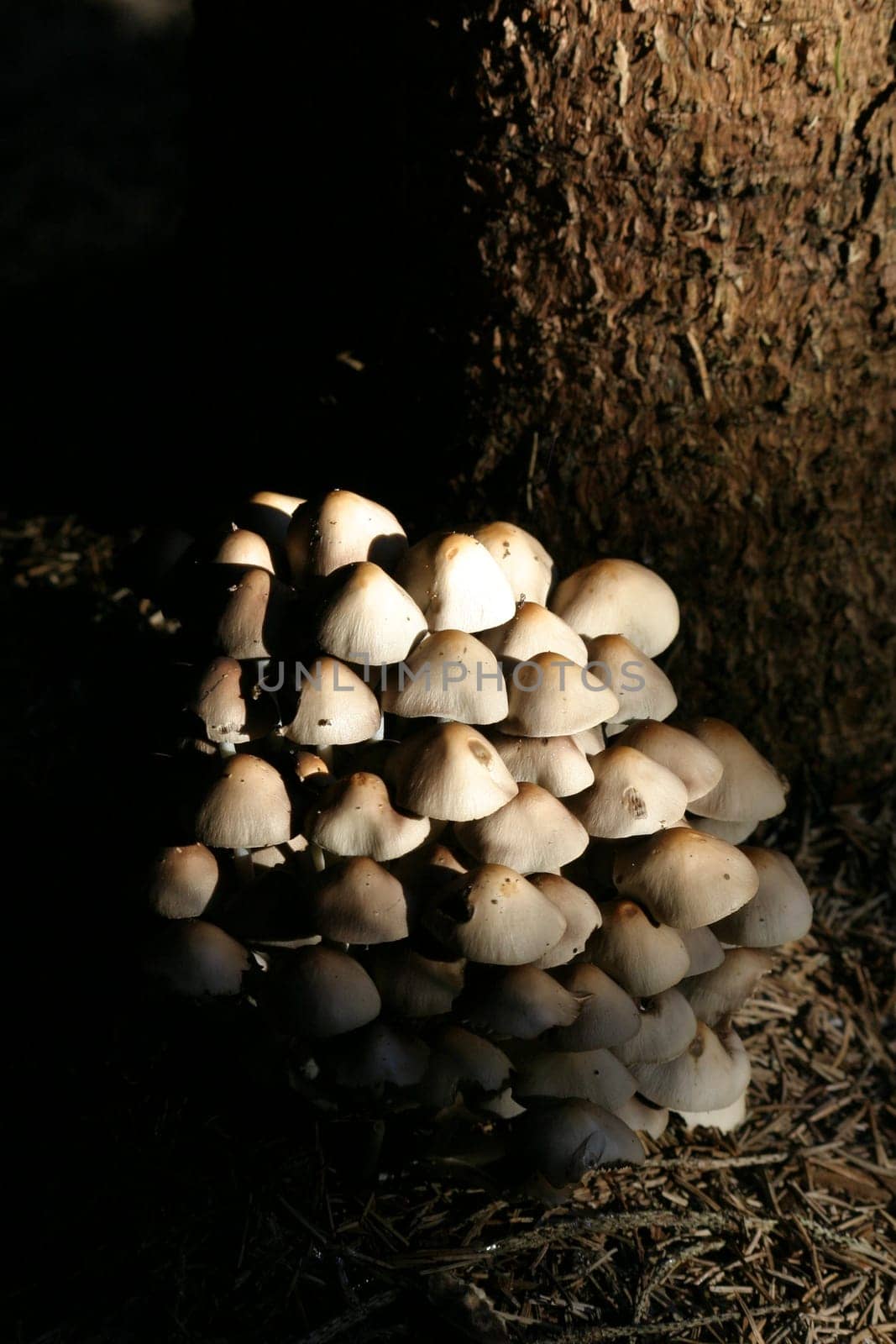 Toadstools