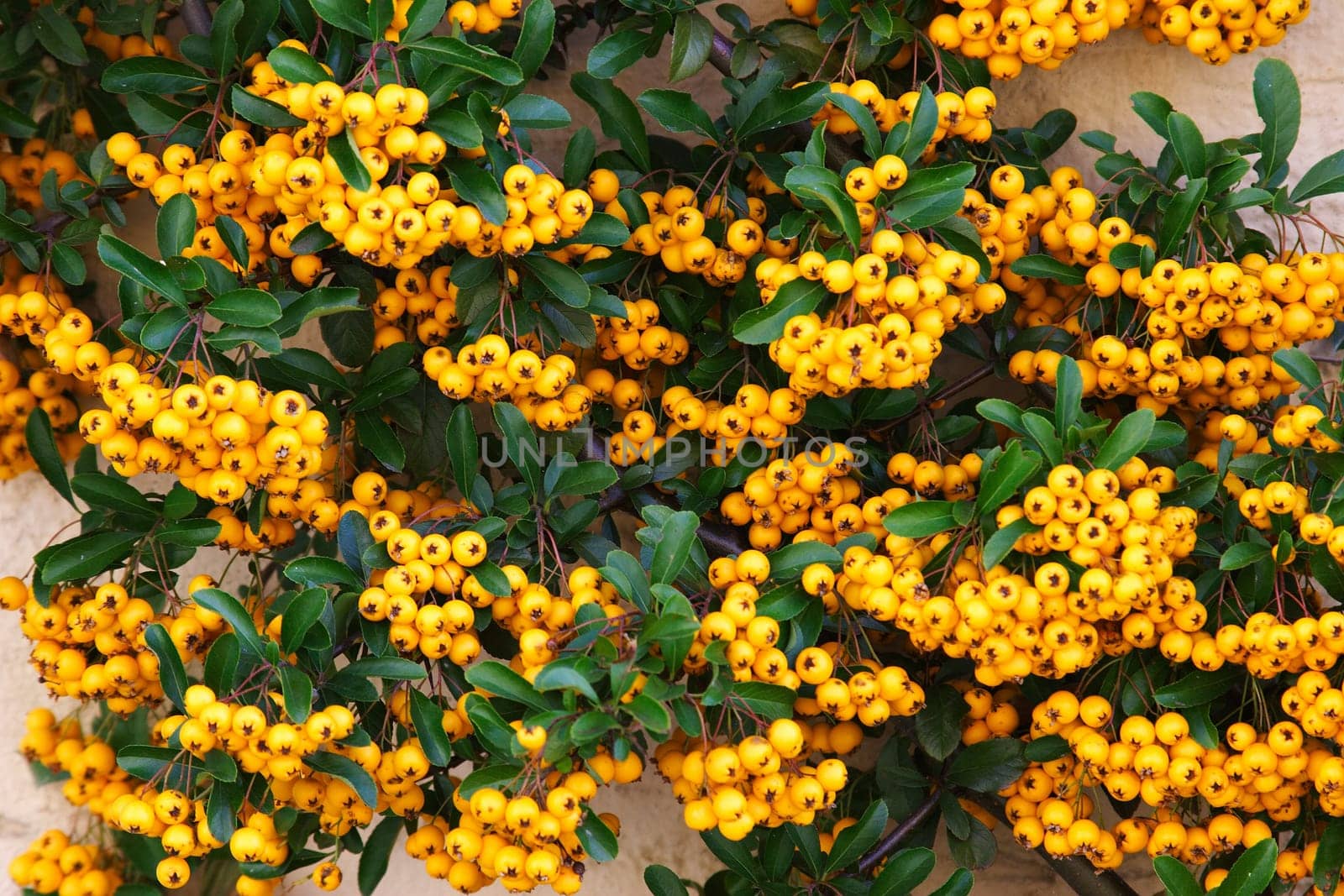 Berries