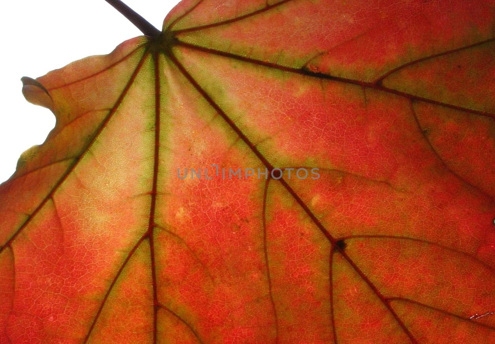 Maple 2