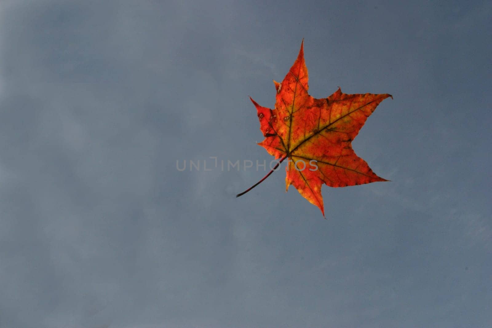 Maple 1
