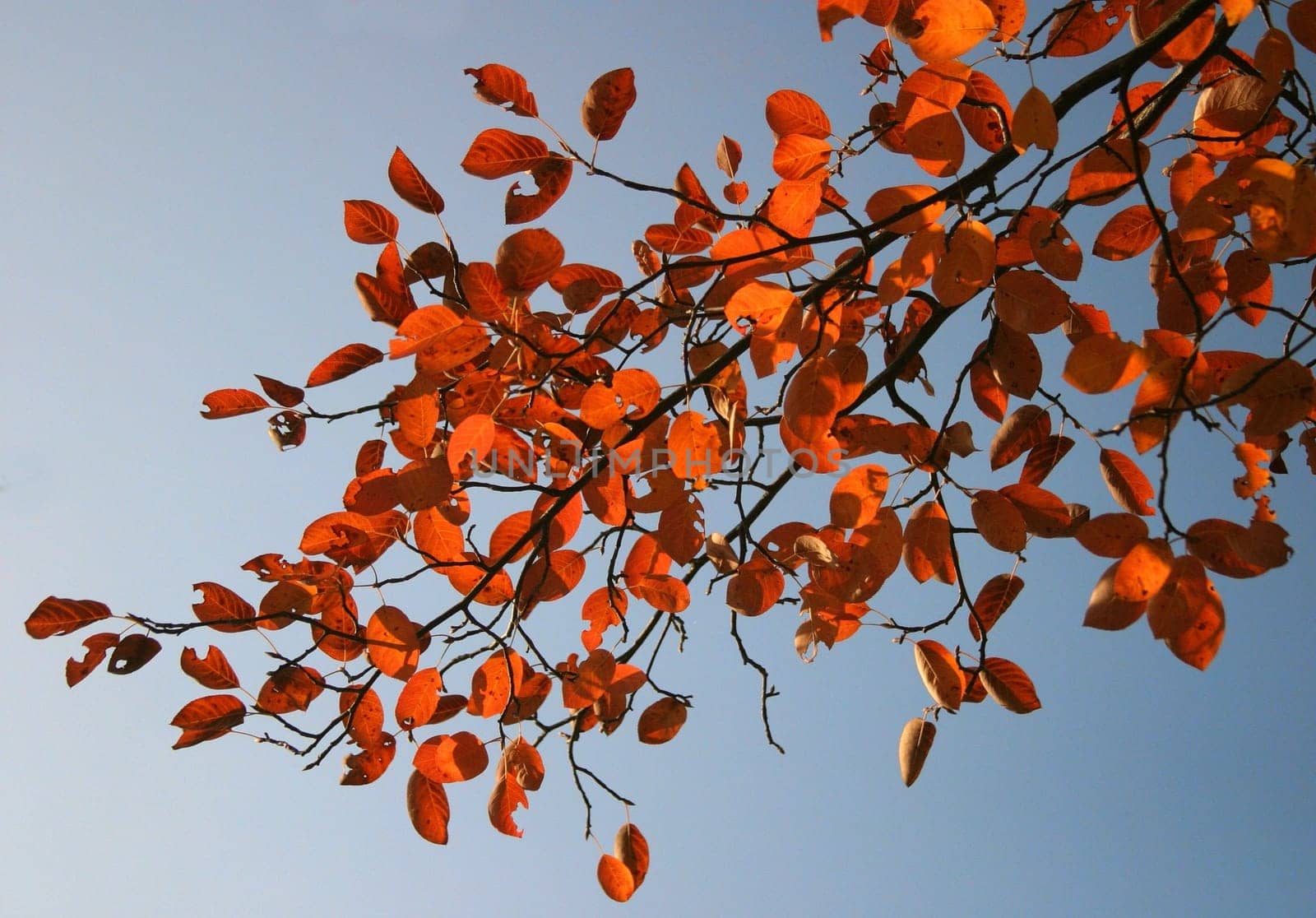 (Fall foliage) or (fall leaves) or (autumn leaves)