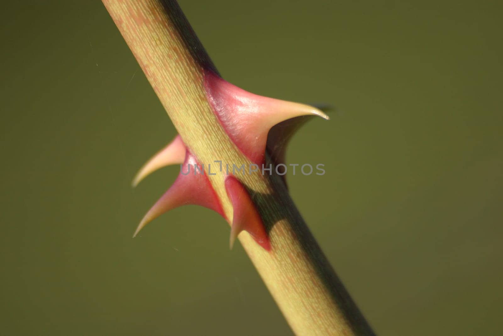 Prickles