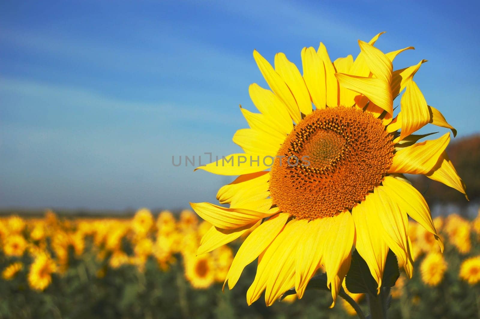 Sunflower
