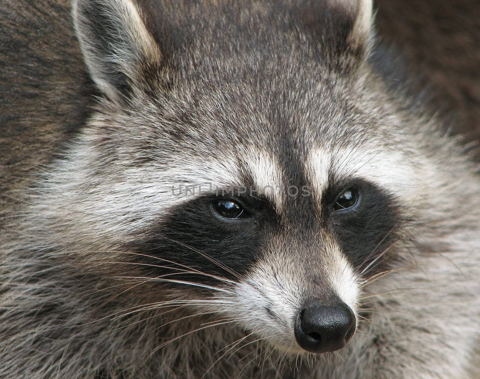Raccoon