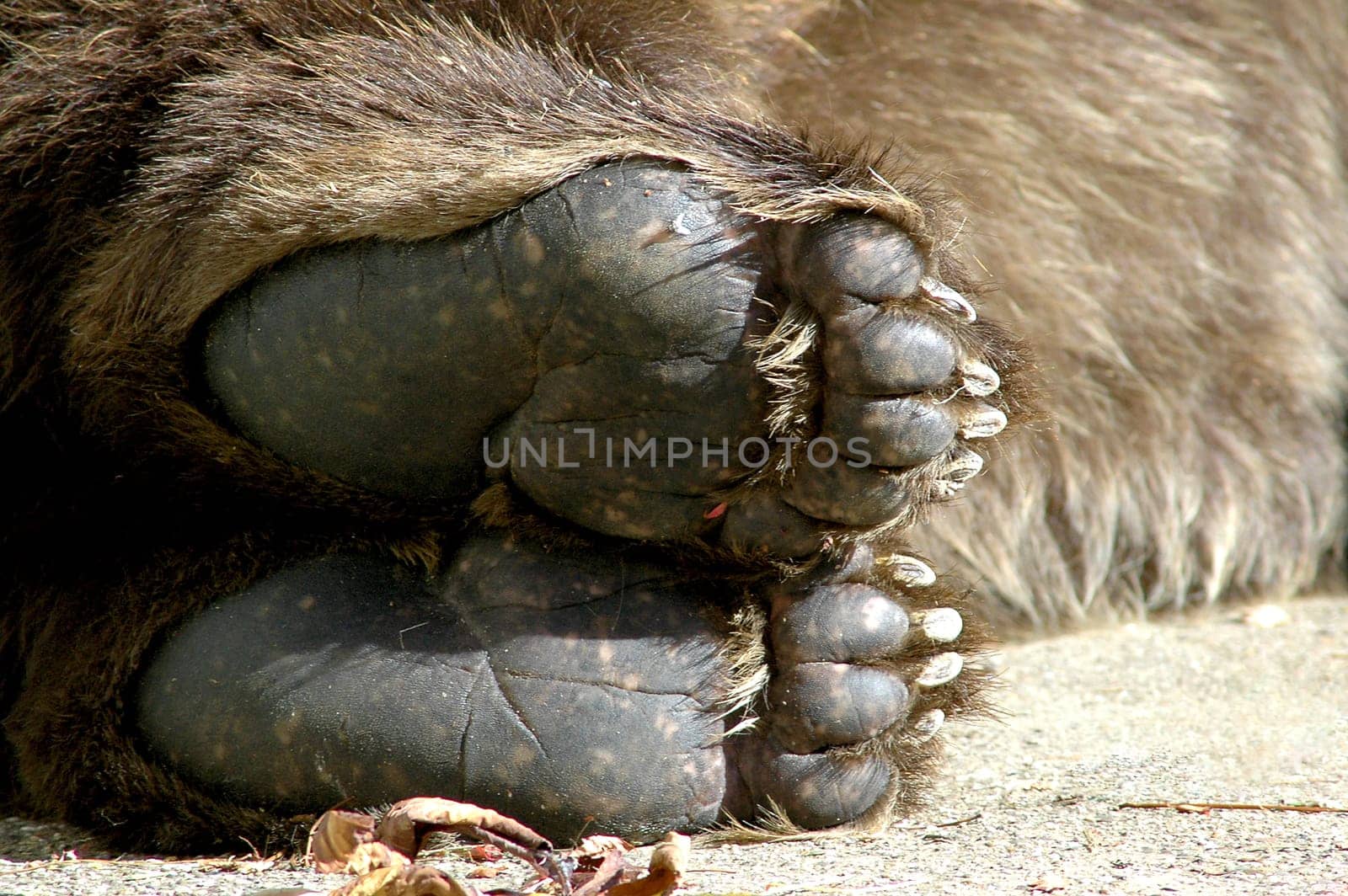 Bear paws