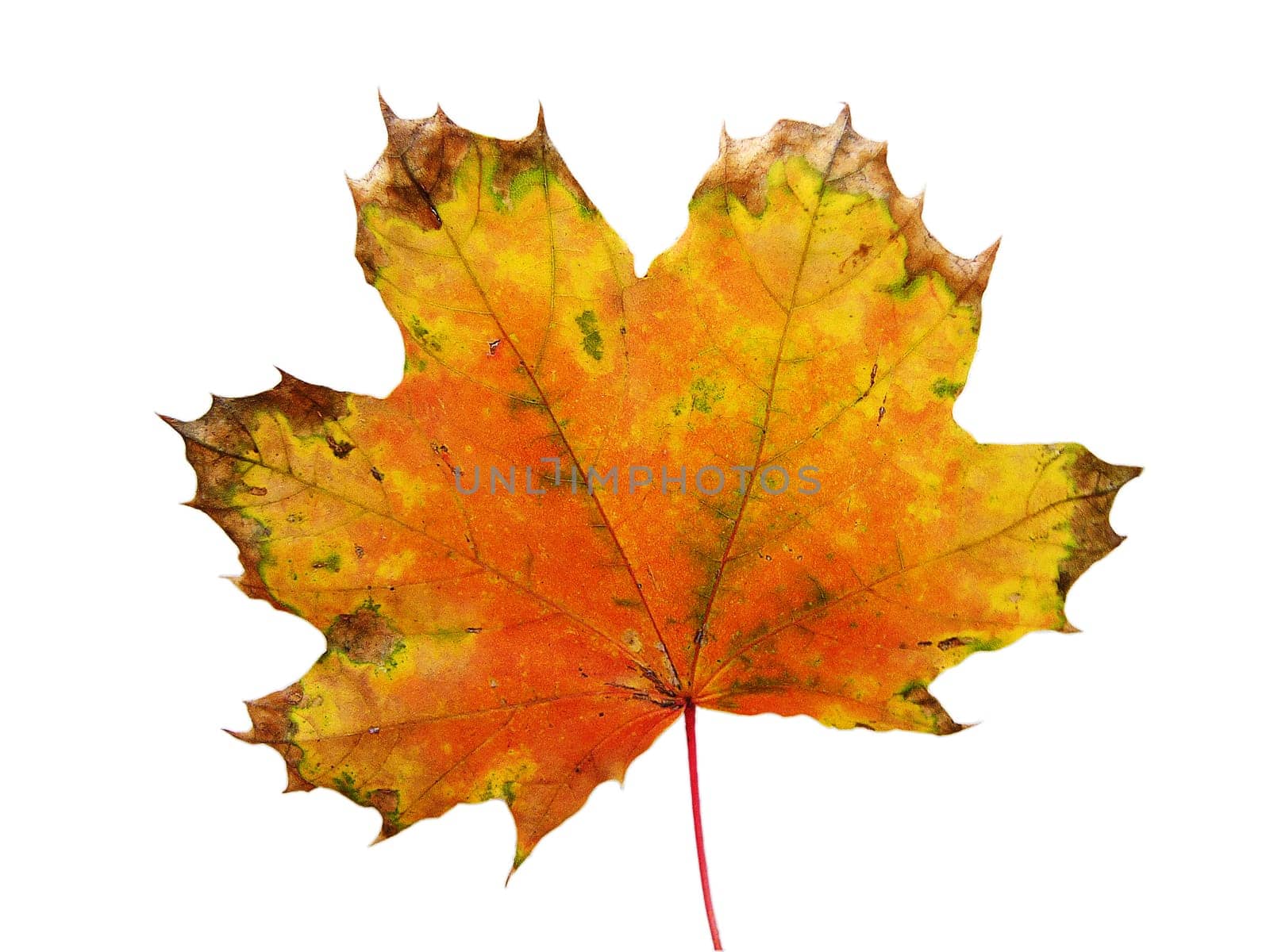 Autumn Foliage II
