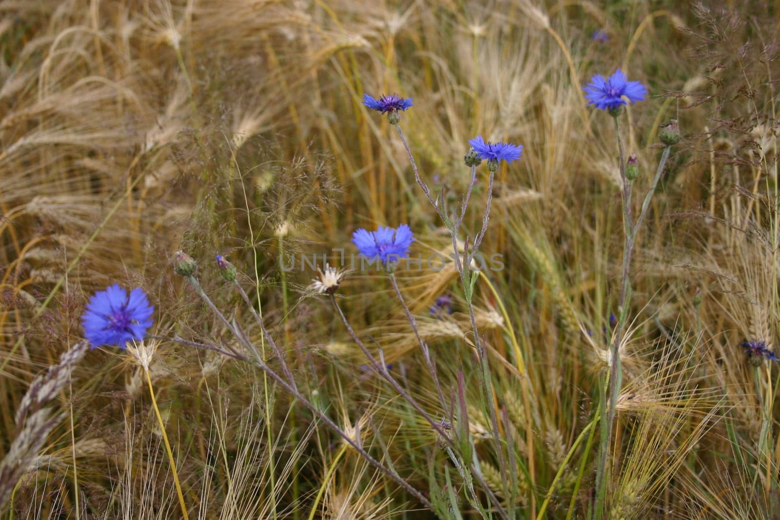 Cornflowers