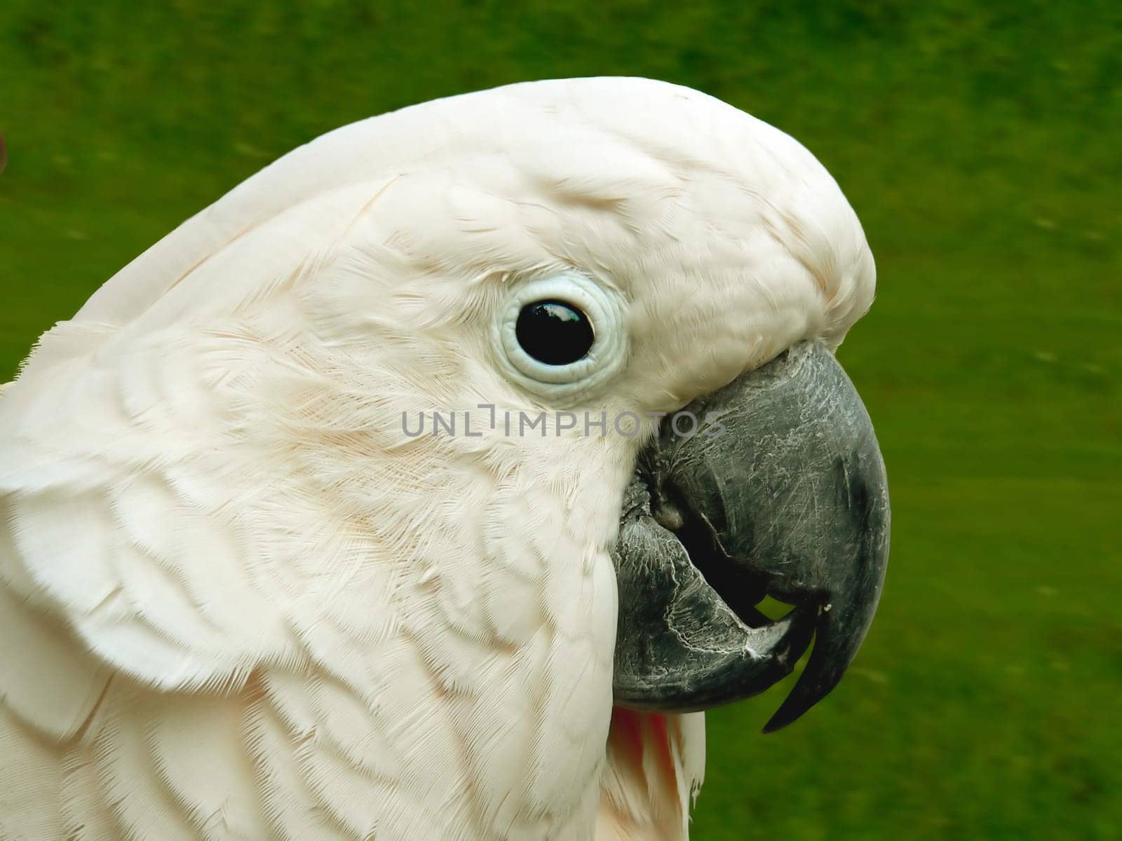 Cockatoo