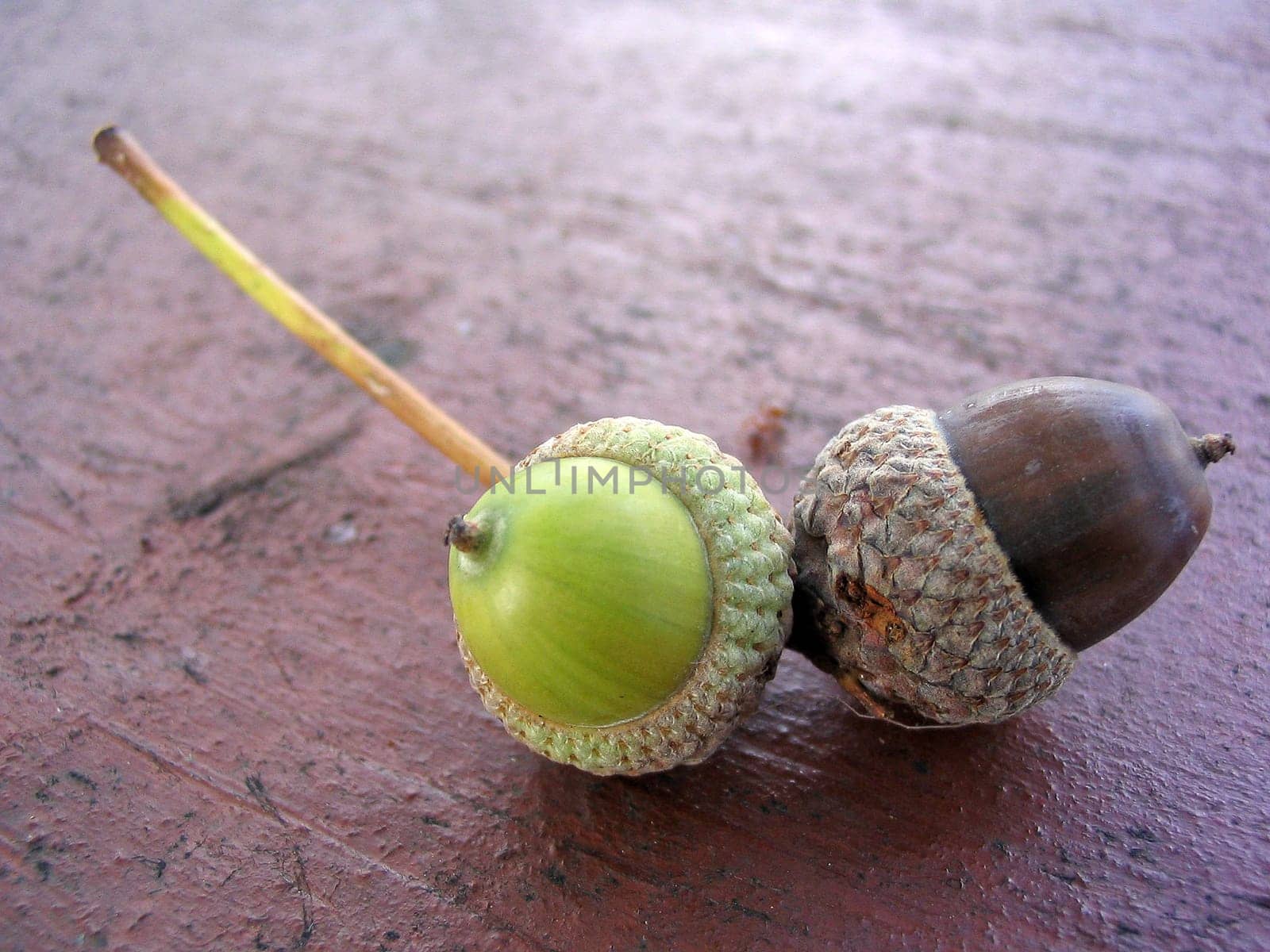 The little brown between the acorns is a curious ant.
