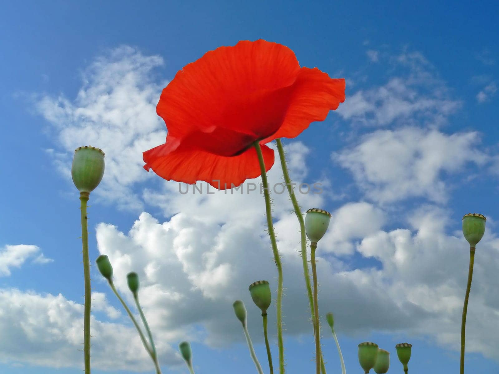 Poppy