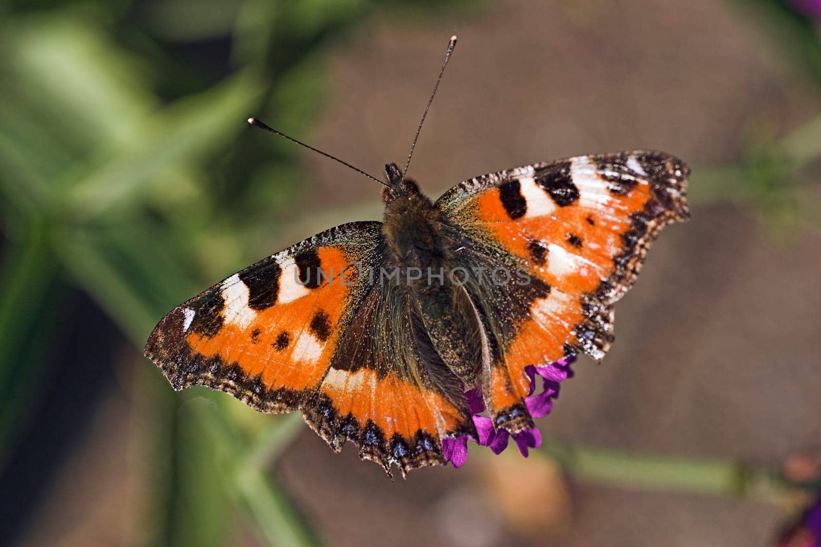 Small tortoiseshell