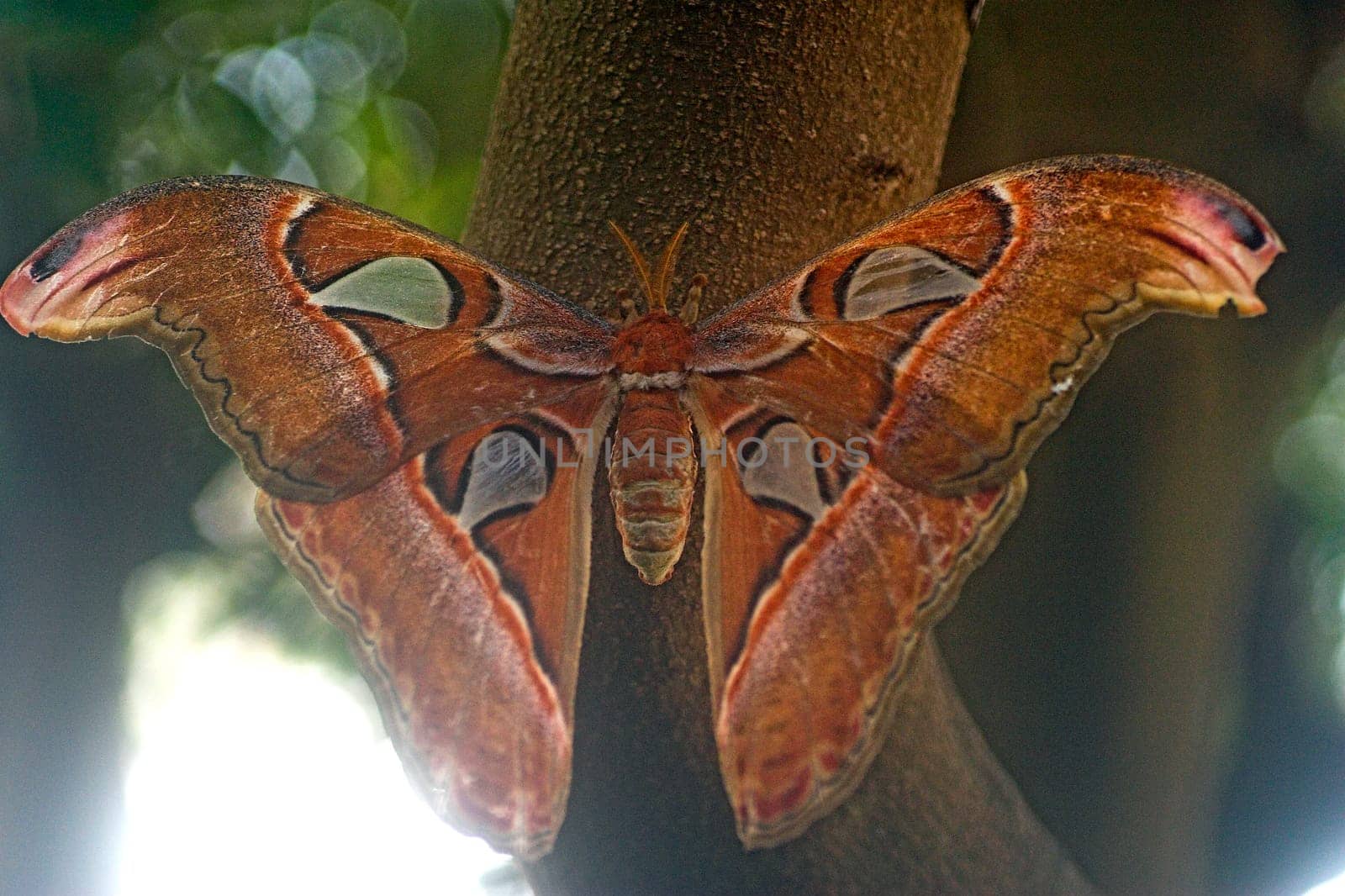 This would have to be the large atlas butterfly or spinner. Unfortunately,the lens was just starting to fog up.