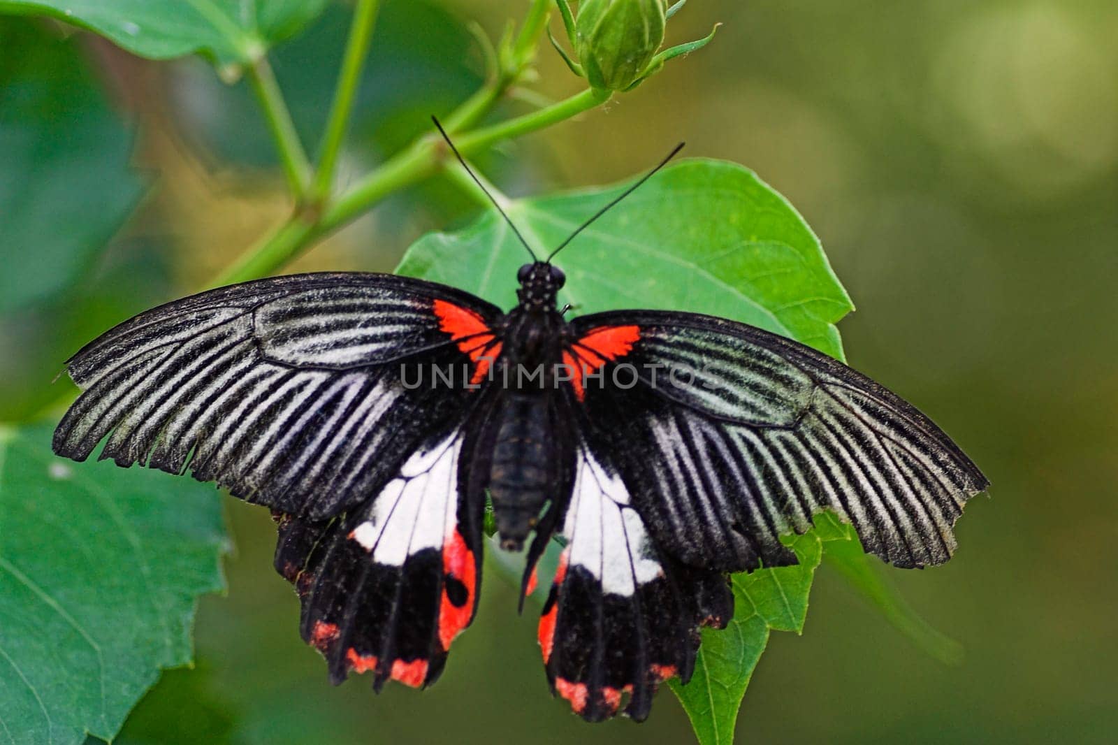 Probably a Papilio memnon,Southeast Asia - but I'm not quite sure.