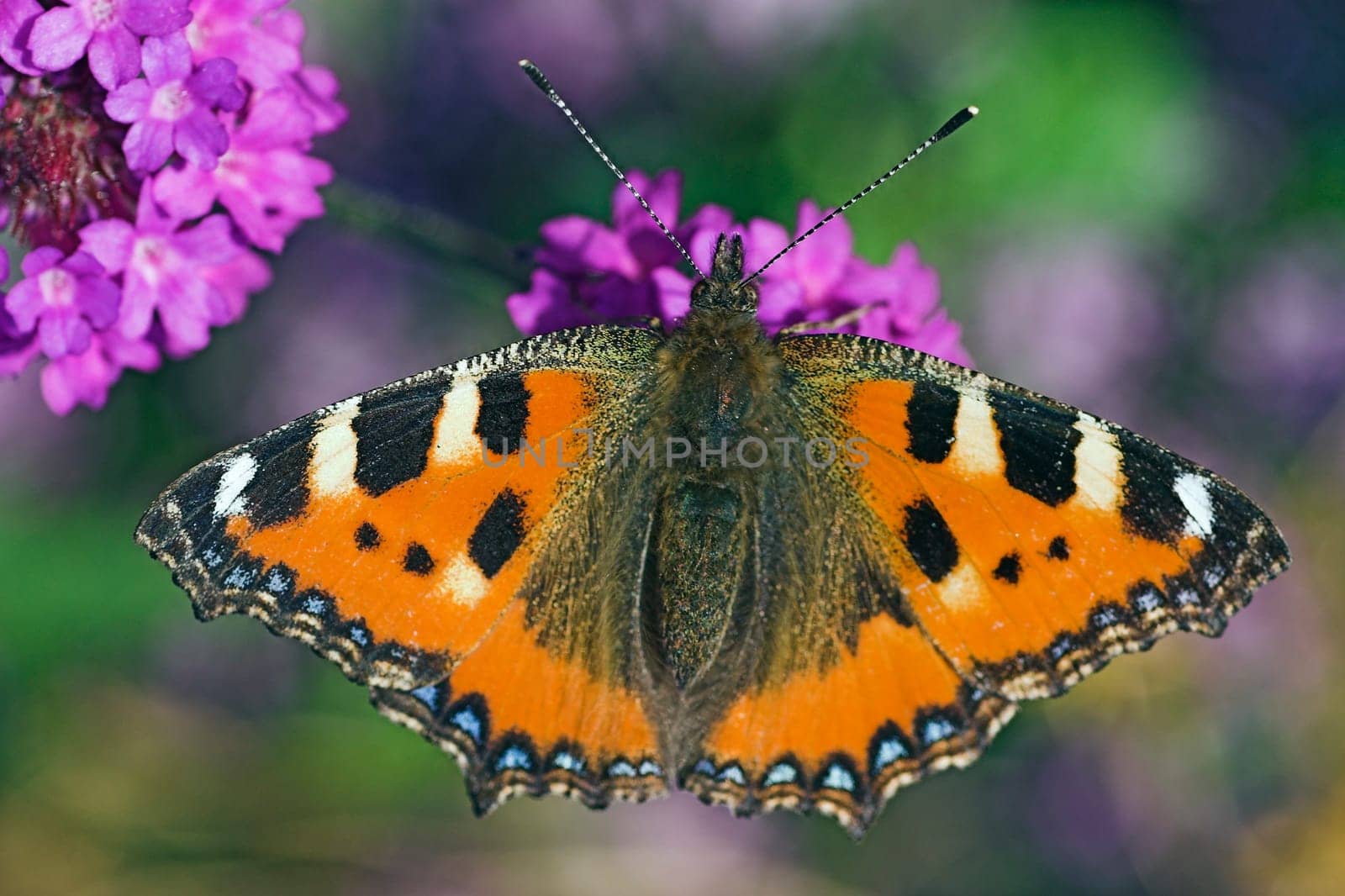 Small tortoiseshell