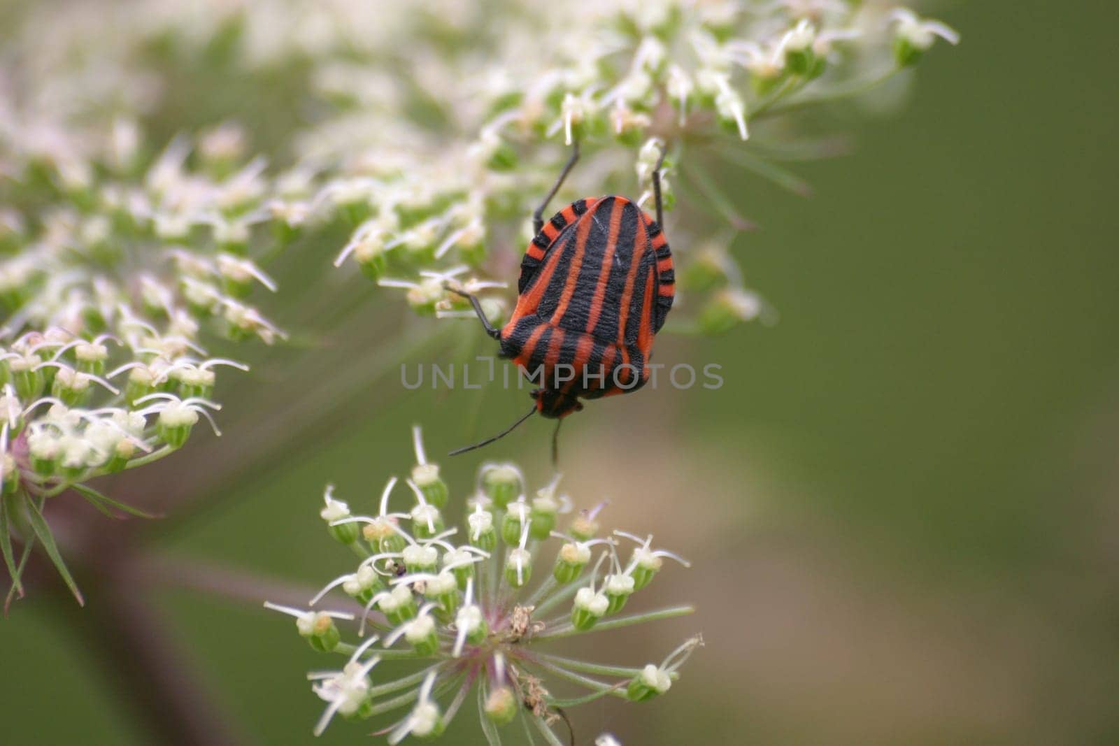 Striped bug (Graphosoma lineatum)