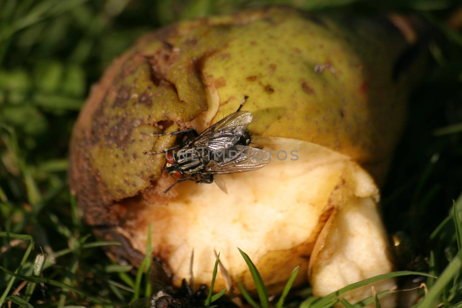 Fly on pear