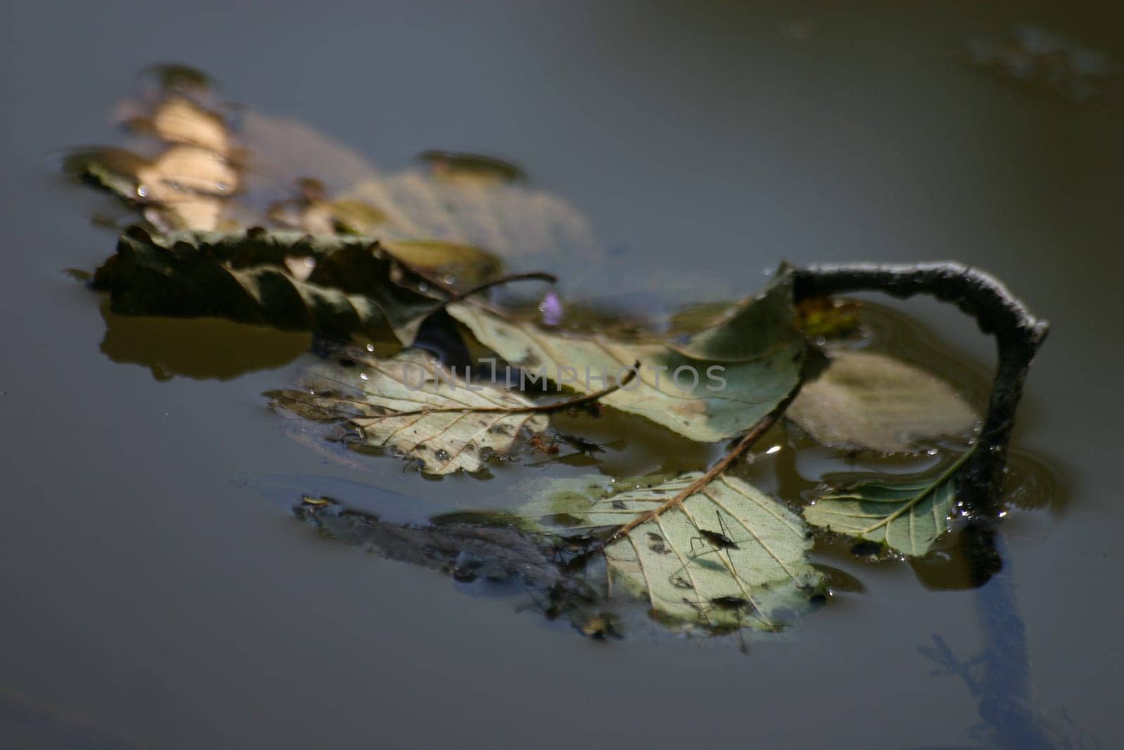 If you look very closely,you can spot some water striders