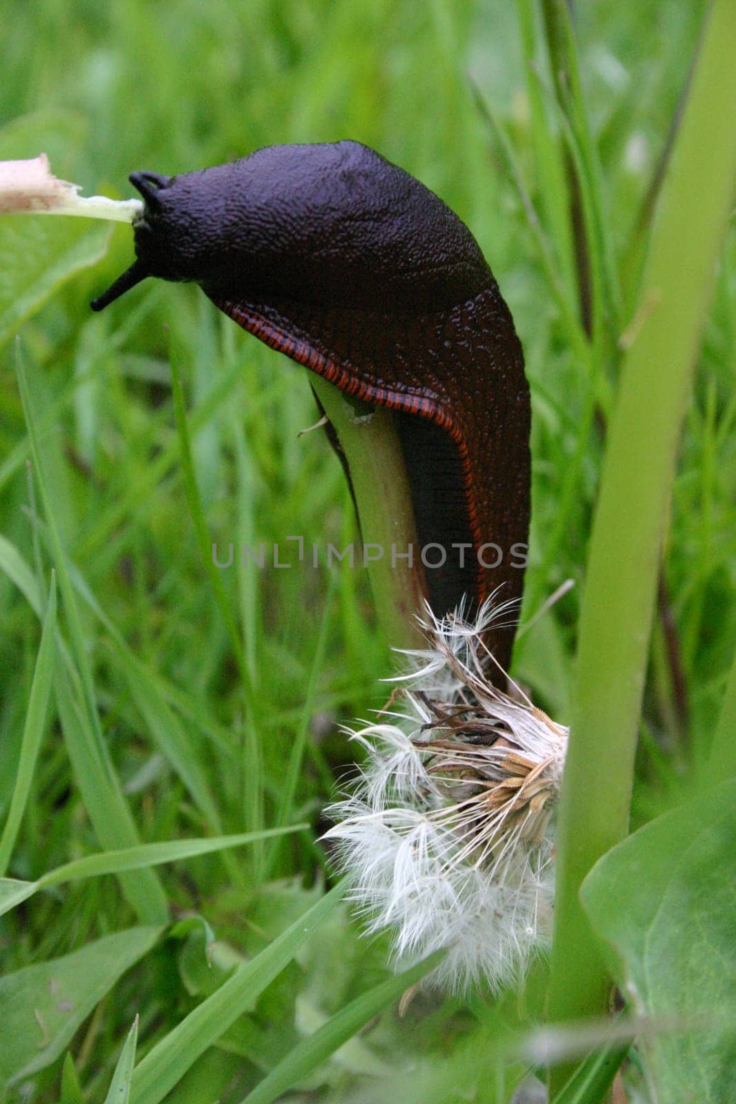 Delicious dandelion