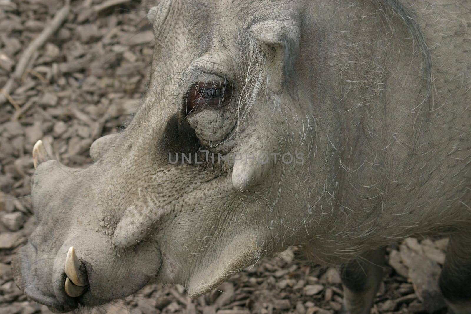 Warthog