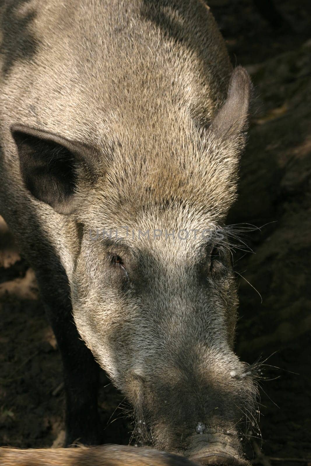 wild boar