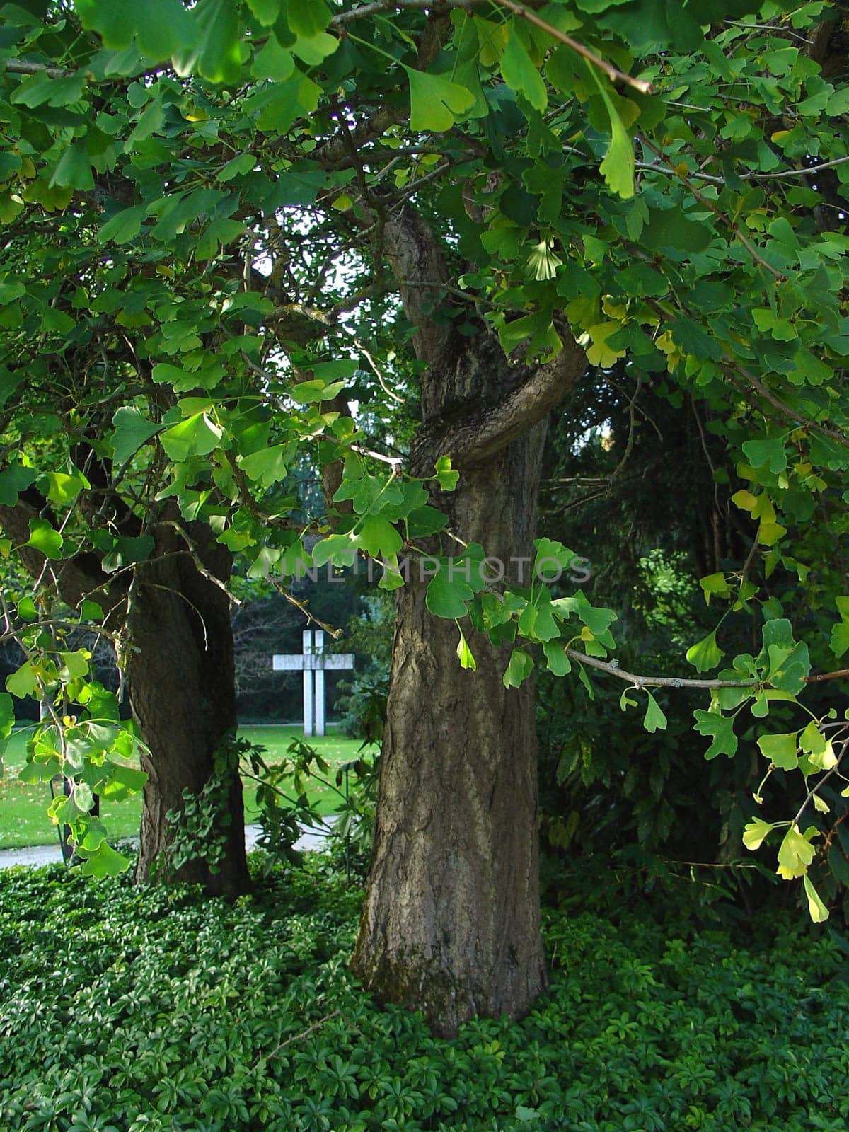 Ginkgo