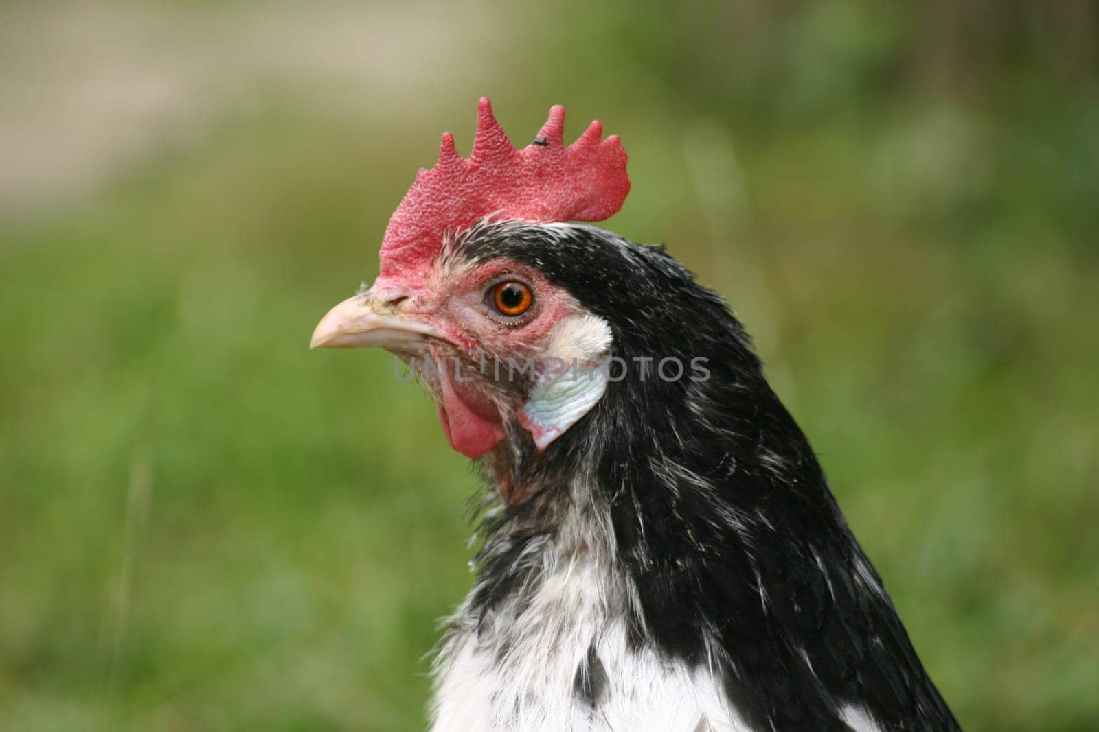Lakenfelder Chicken