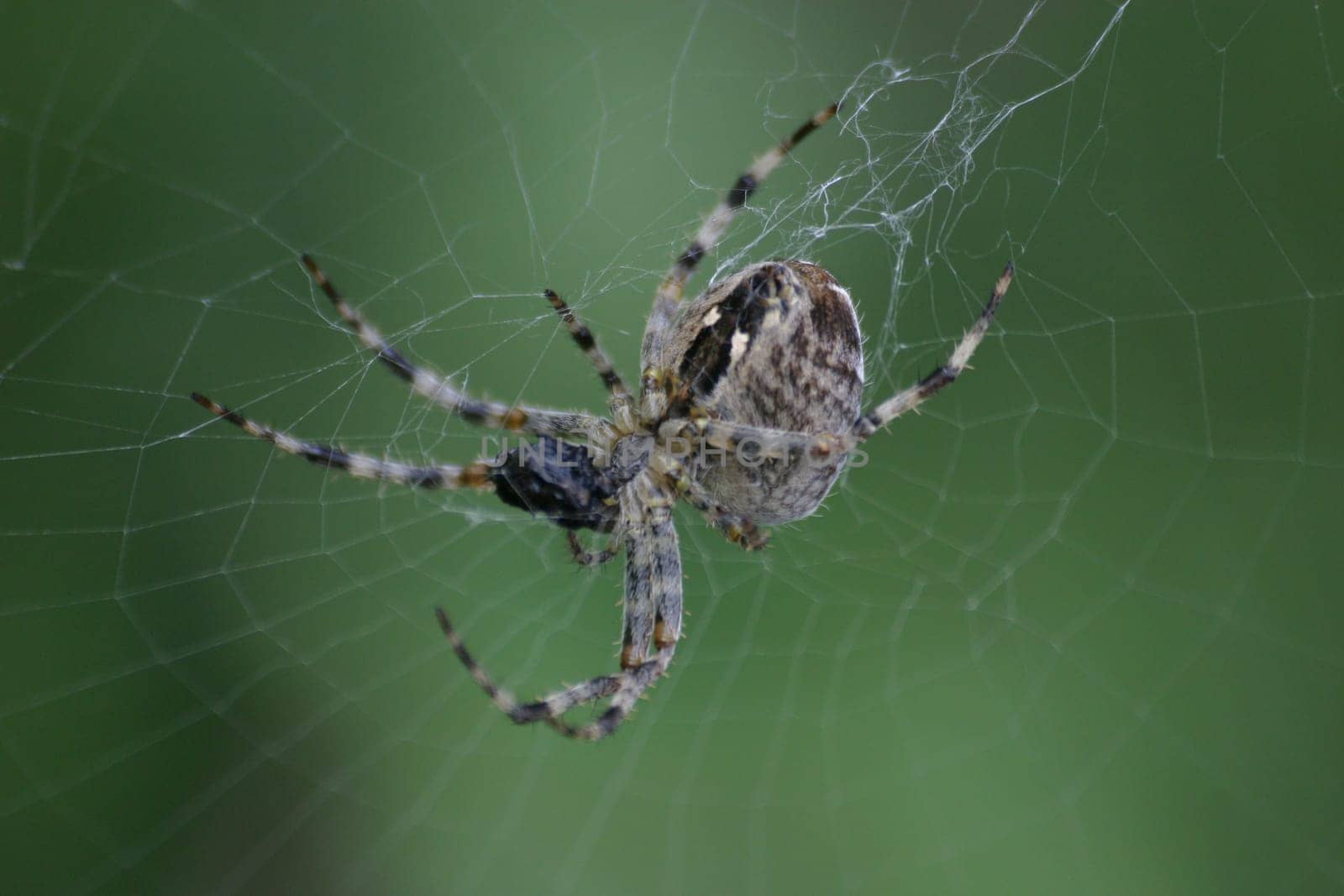 Spider with prey