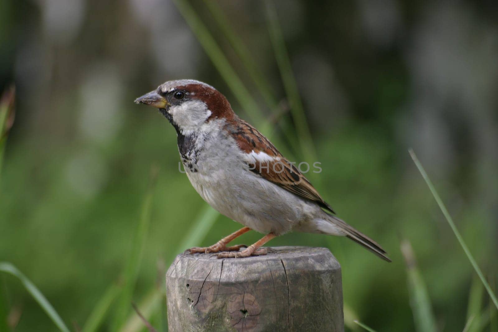 Sparrow