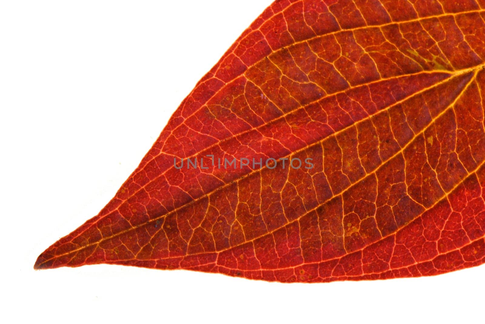 Leaf