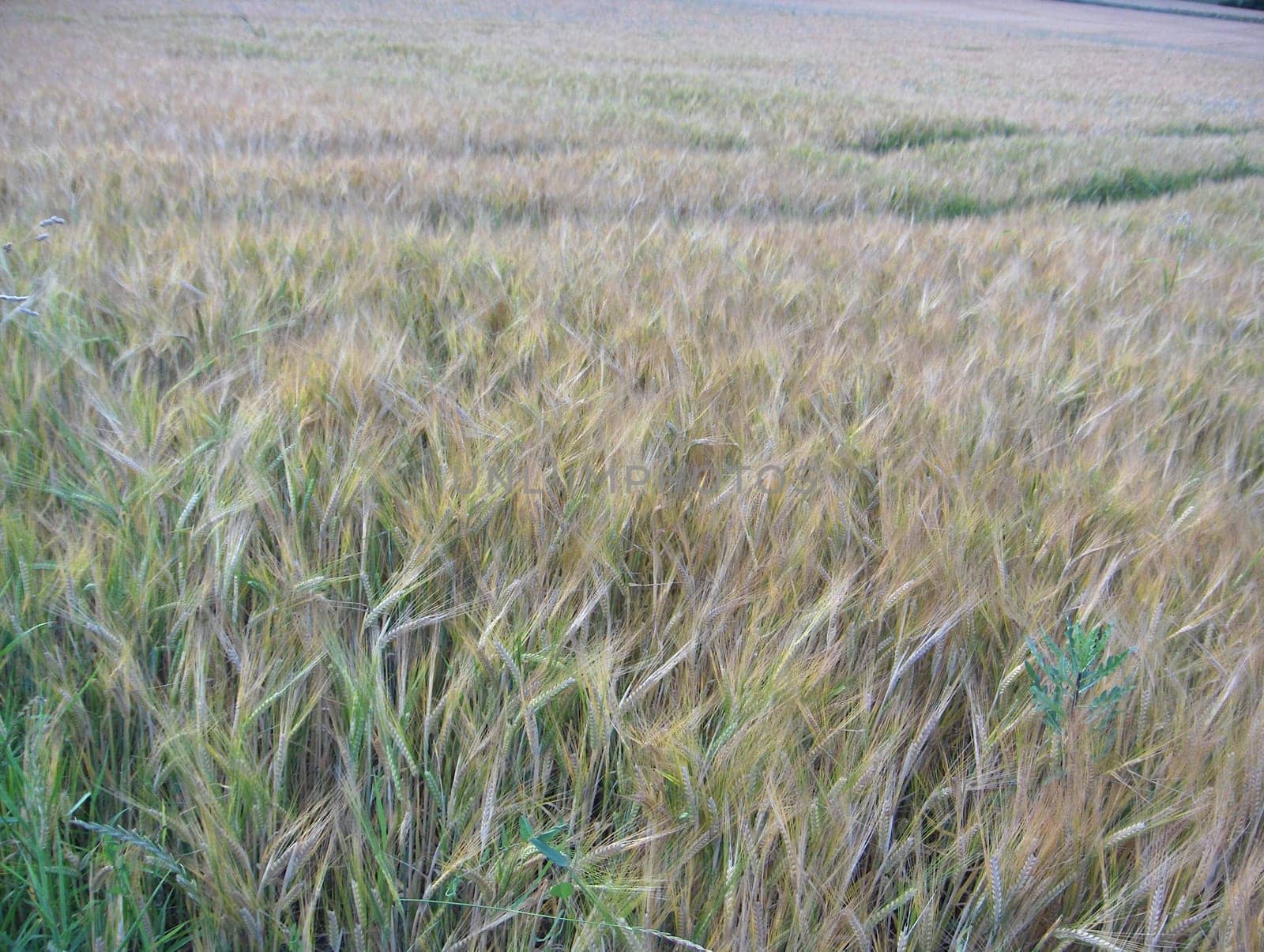 Ears of corn in the field