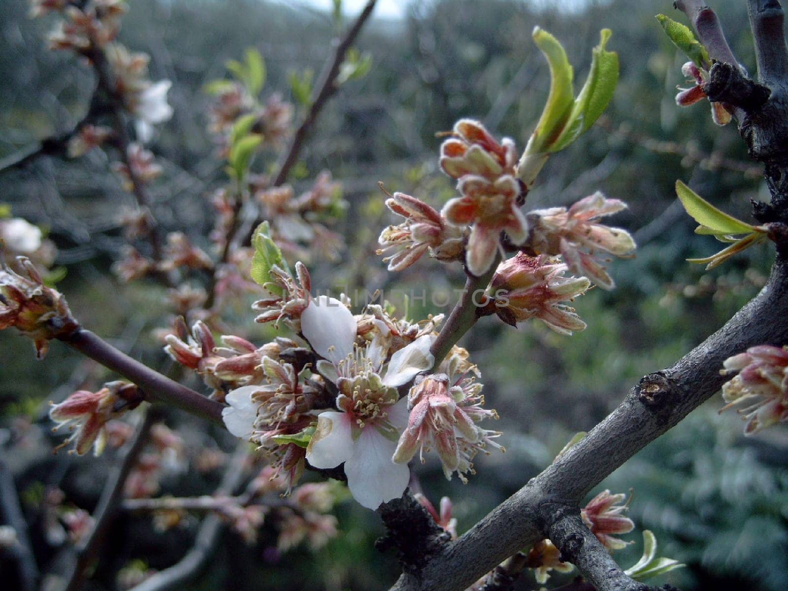 Sicilian almond blossom