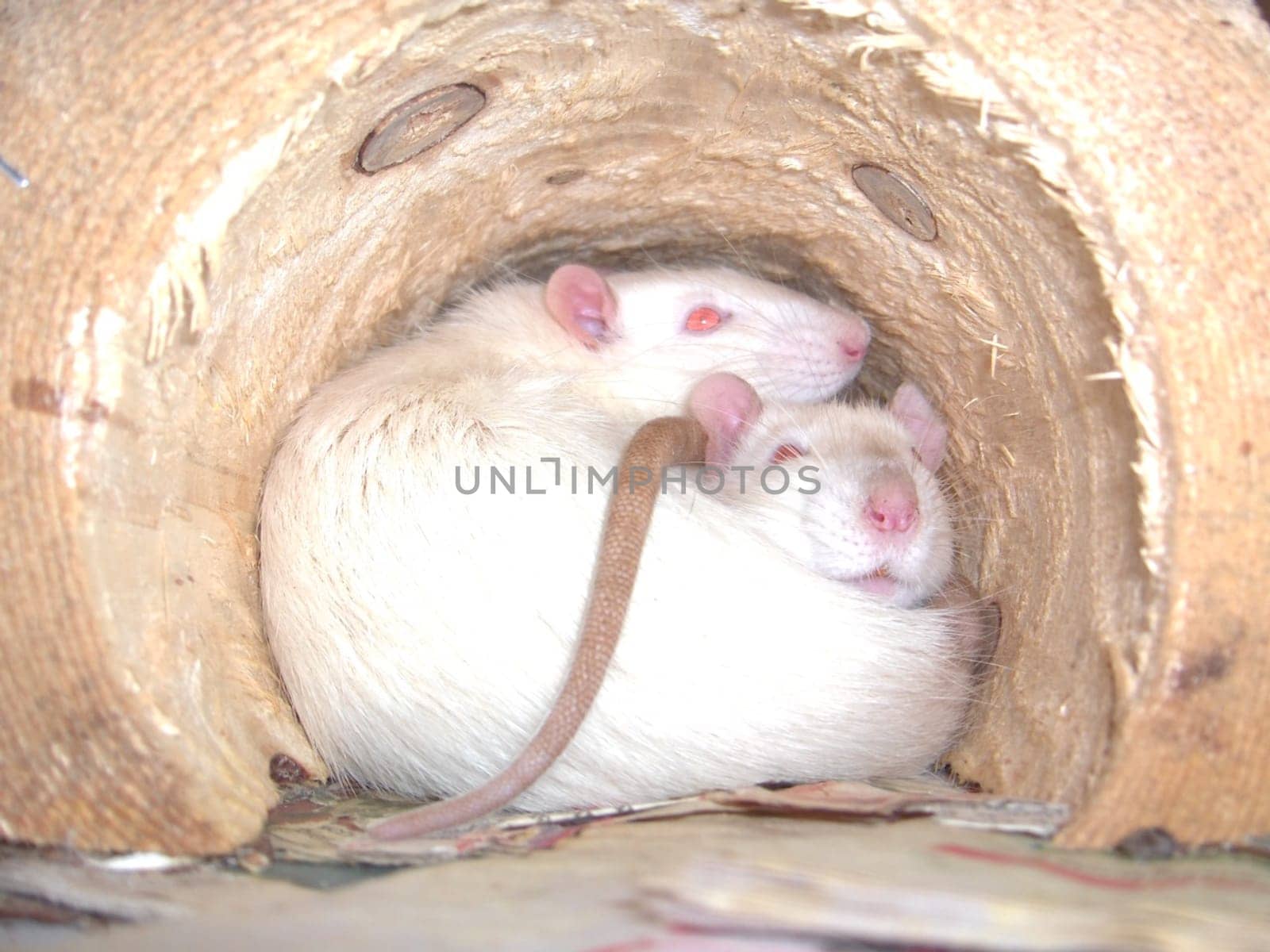 2 Siamese color rats in a wooden tunnel
