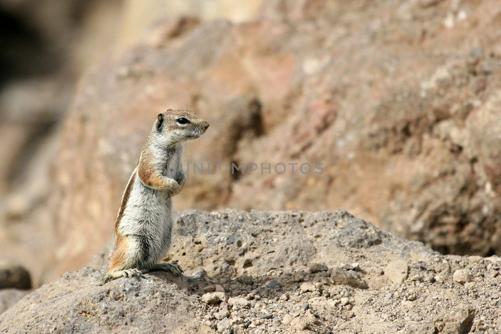 Chipmunk