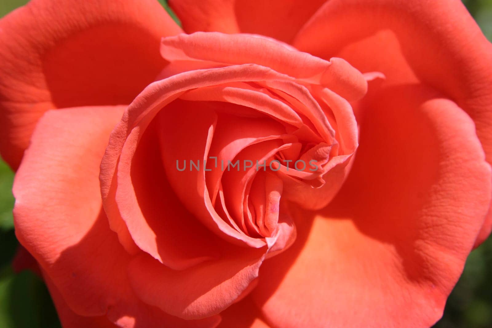 Salmon rose