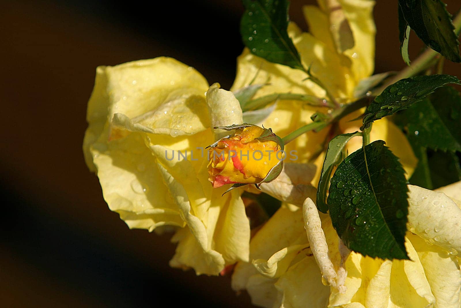 Yellow Rose