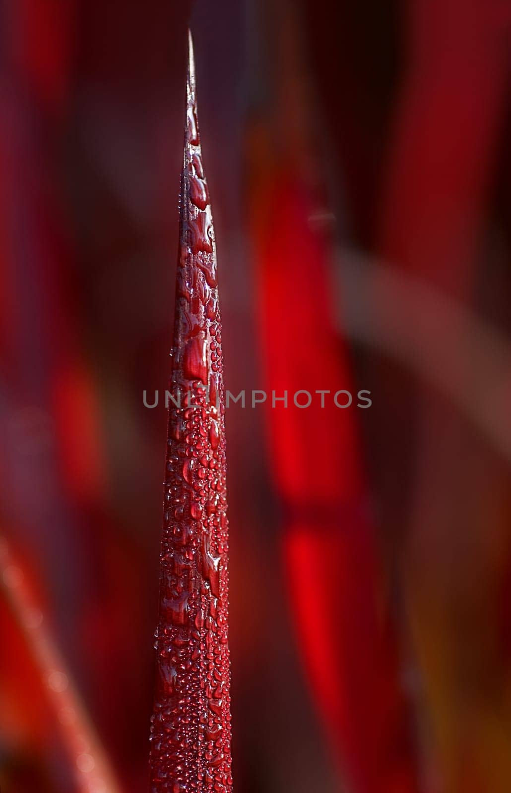 The grass is original so red,so nothing dyed :-) In the meantime,I also know that it is called "Japanese blood grass""."