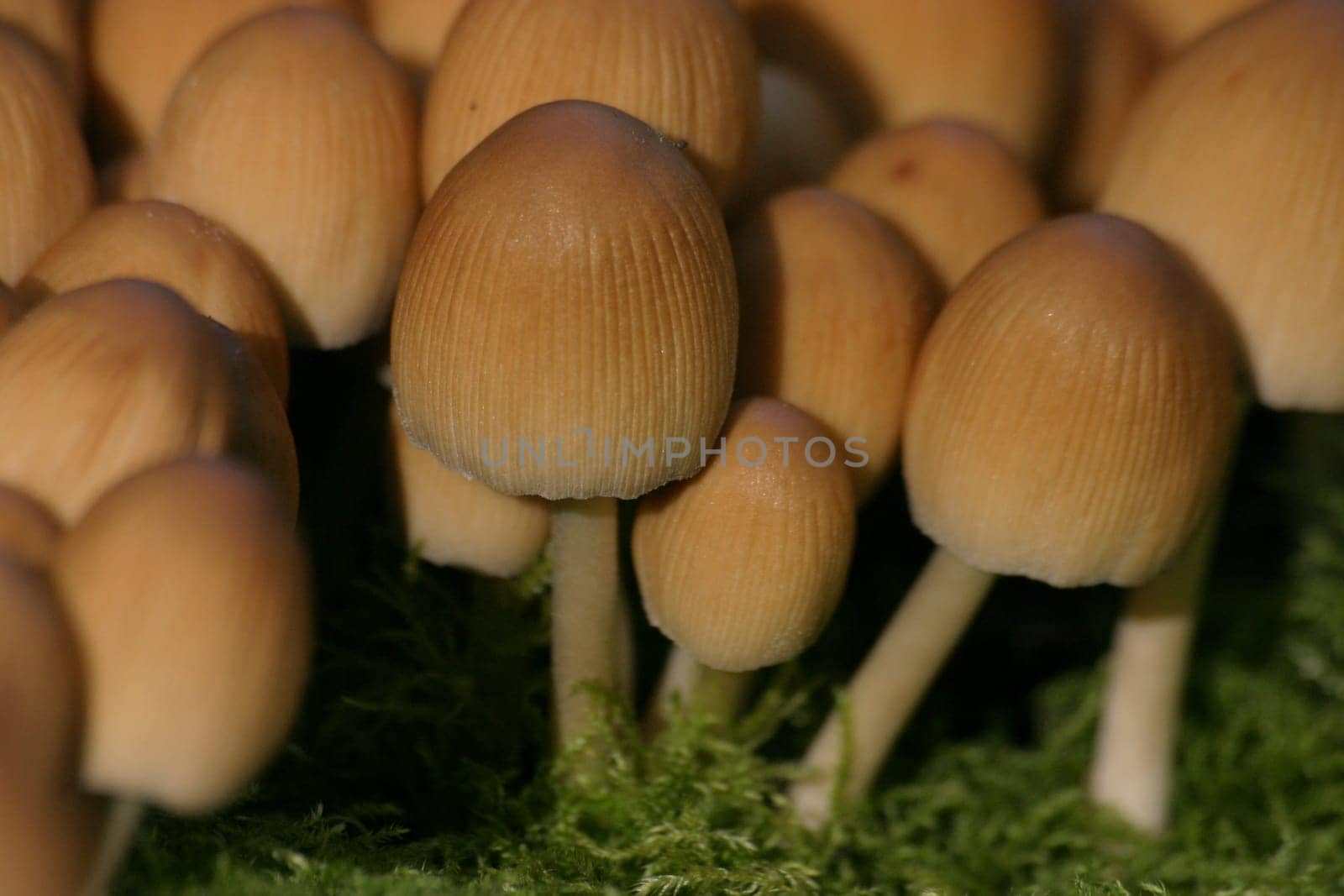 Mushrooms on moss