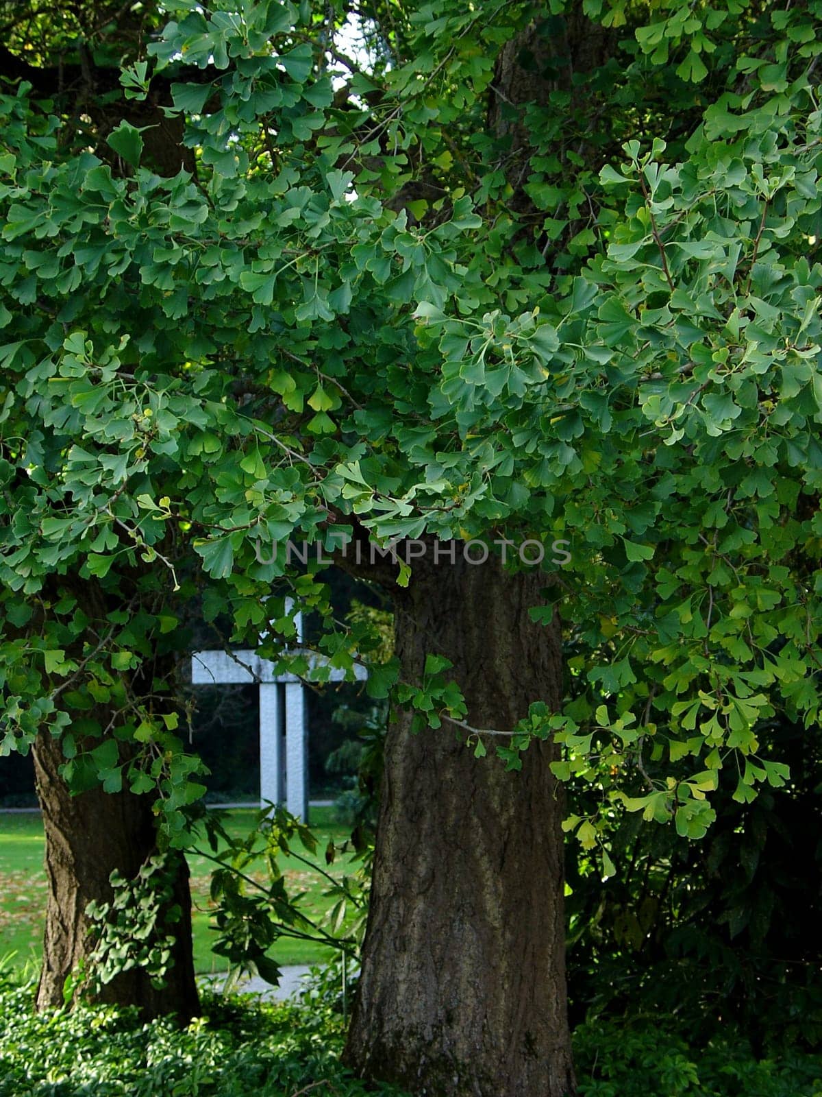 Gingko tree