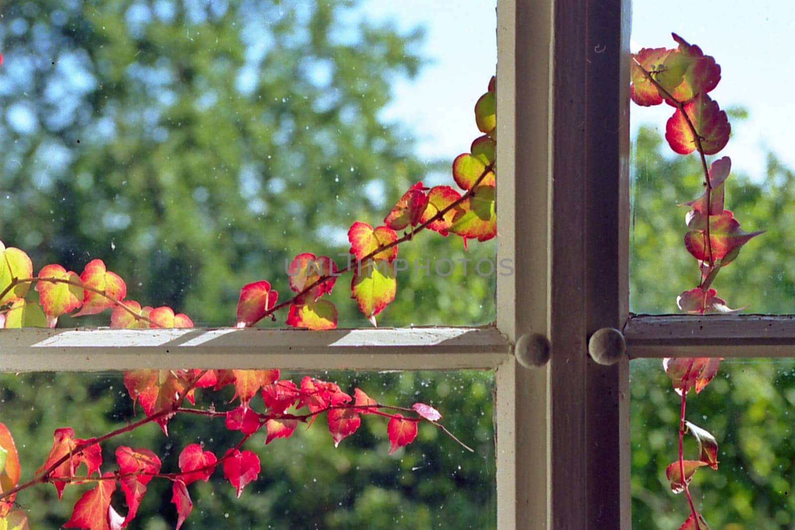 The picture was taken in autumn 2003. ( scanned from the negative )
