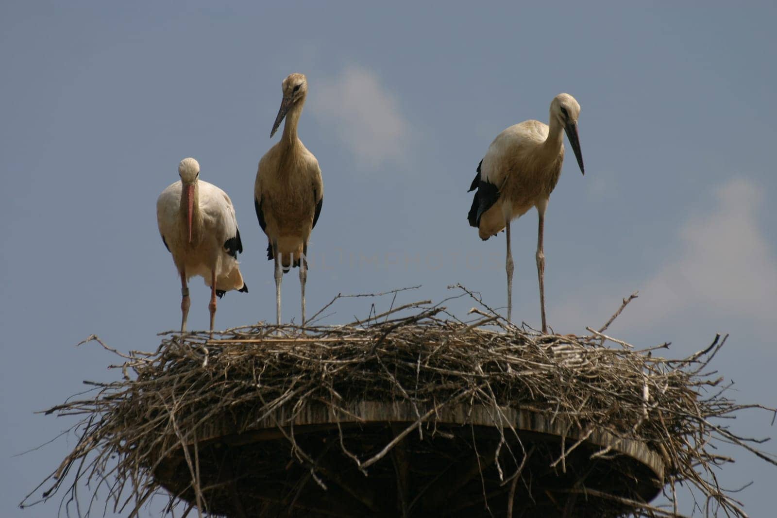 White storks
