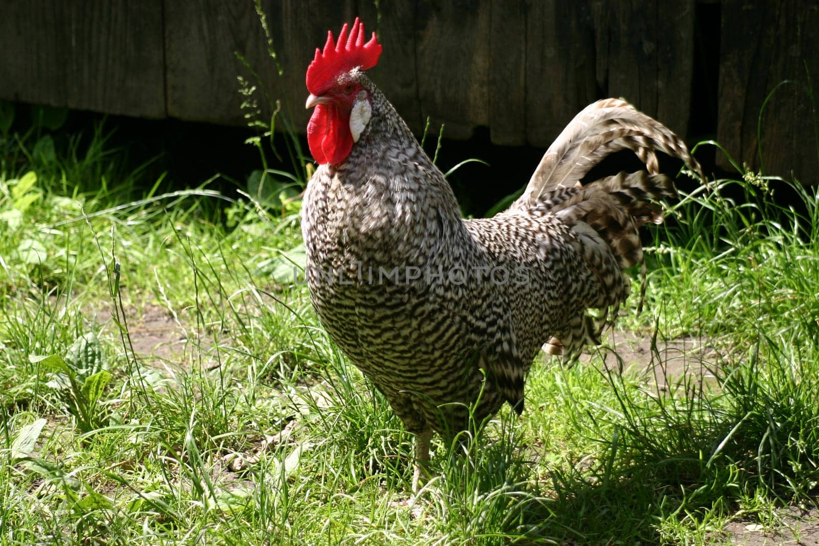 Westphalian Krüper - an endangered Westphalian breed of chickens