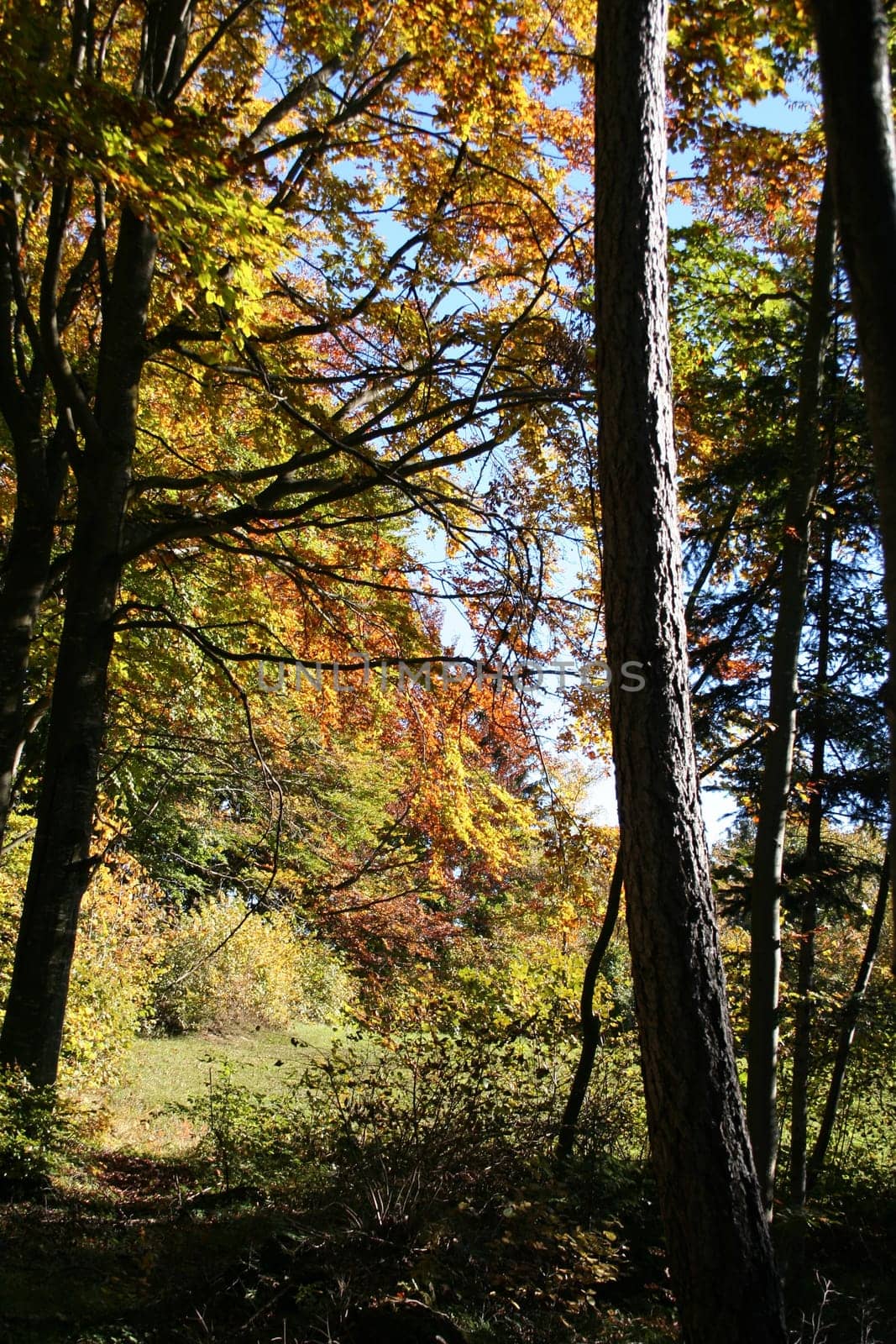 autumnal