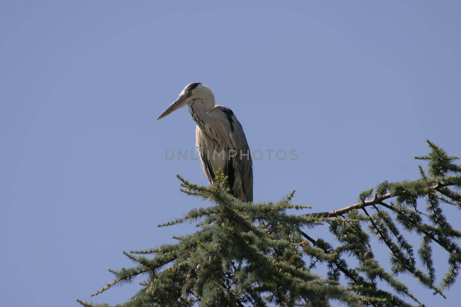 Grey heron